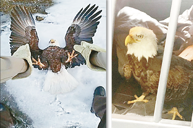 Eagle gets a lift from Pine County deputy